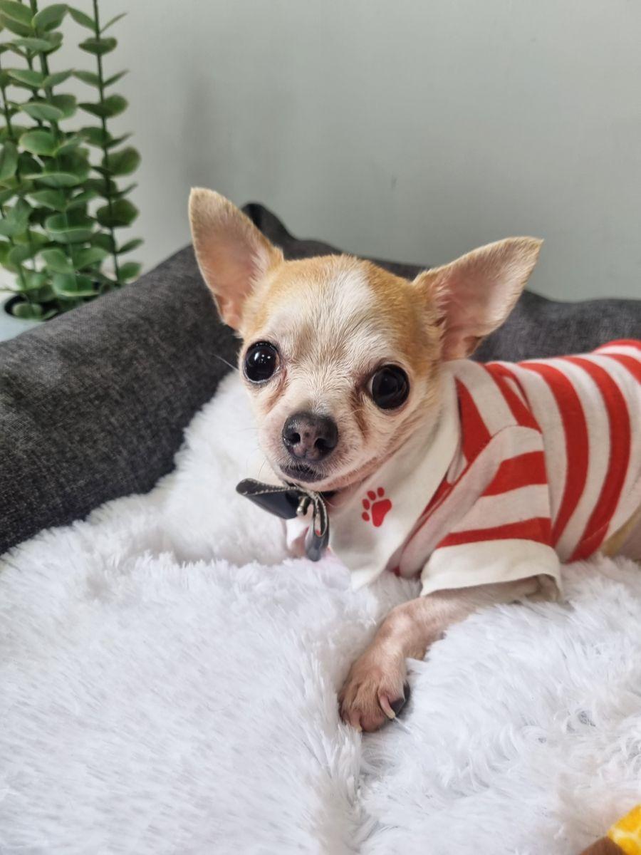 Подушка-лежанка PET PLUSH. ДЛЯ ЖИВОТНЫX 42x36. Каталог Матекс