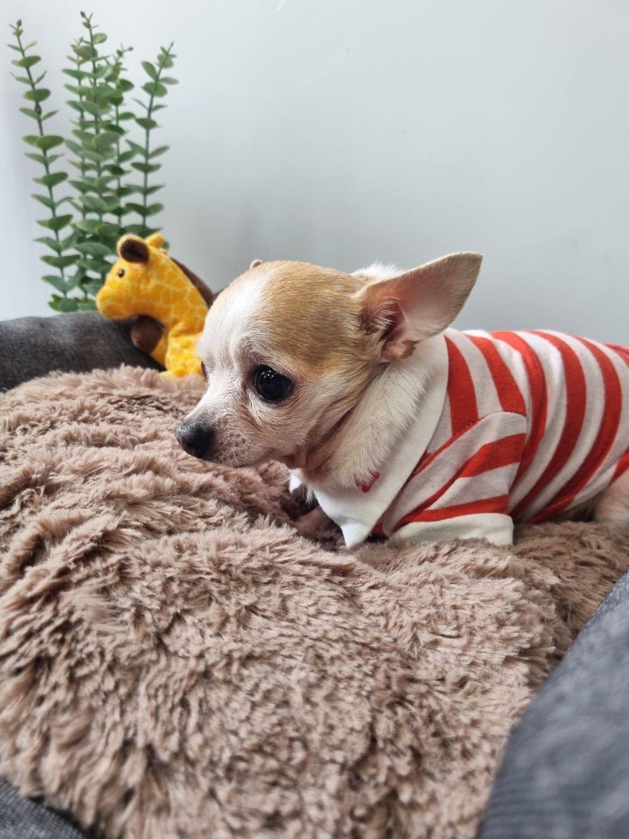 Подушка-лежанка PET PLUSH. ДЛЯ ЖИВОТНЫX 42x36. Каталог Матекс