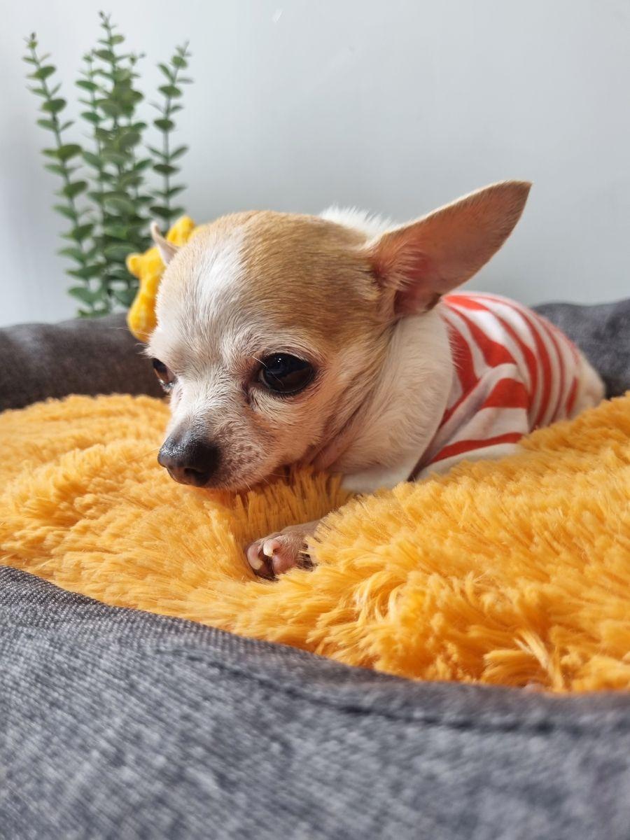 Подушка-лежанка PET PLUSH. ДЛЯ ЖИВОТНЫX 42x36. Каталог Матекс