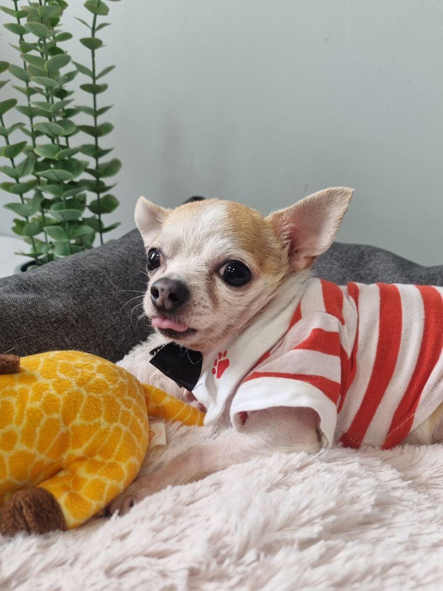 Лежанка для животных PET LUX.  50x40. Каталог Матекс