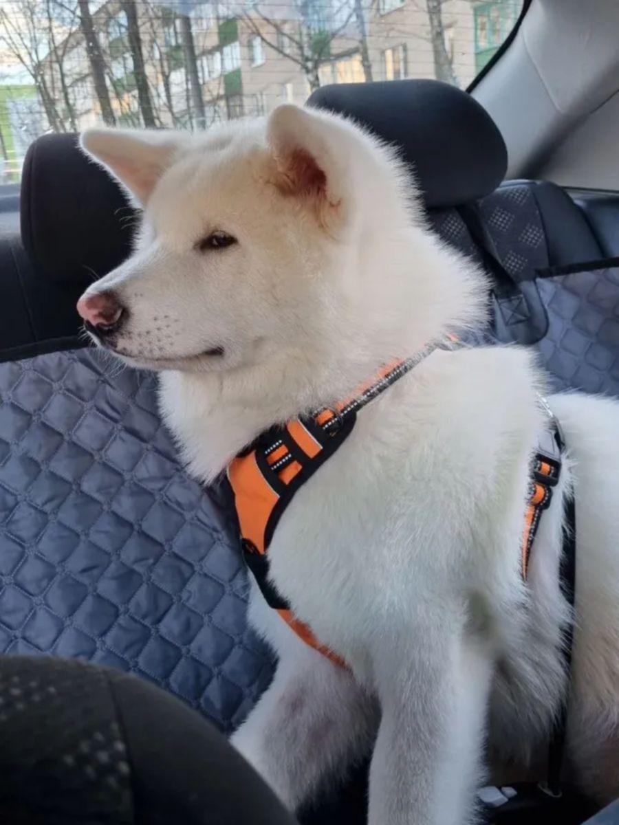 Накидка-органайзер автомобильный AUTODOG. АВТОГАМАК 150x135. Каталог Матекс